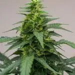 Kannabia Apple Fritter -  Pheno Hunting
