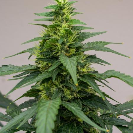Kannabia Apple Fritter -  Pheno Hunting