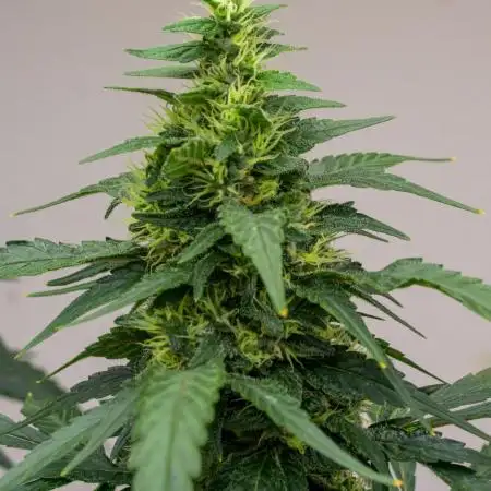 Kannabia Apple Fritter -  Pheno Hunting