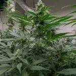 Kannabia Pink Gelato - Pheno Hunting
