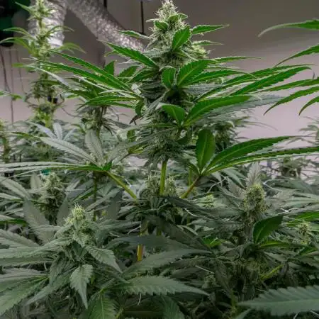 Kannabia Pink Gelato - Pheno Hunting