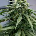 Kannabia Sativa Dream - Pheno Hunting
