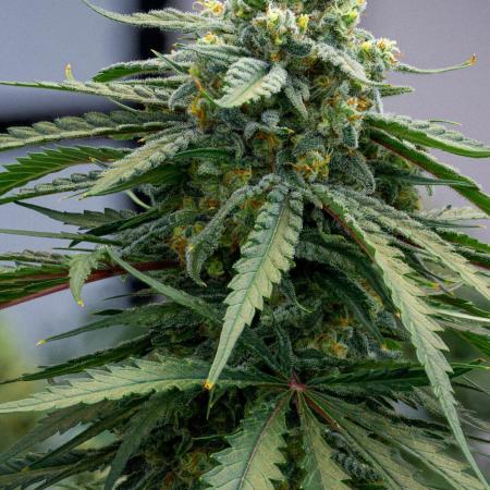 Kannabia Sativa Dream - Pheno Hunting