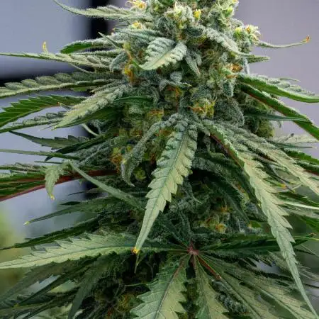 Kannabia Sativa Dream - Pheno Hunting