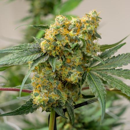 Kannabia Zoap Rosé - Pheno Hunting