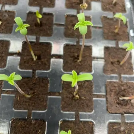 Kannabia Sativa Dream - Pheno Hunting