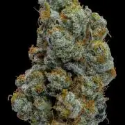 Kannabia Apple Fritter -  Pheno Hunting