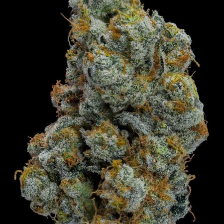 Kannabia Apple Fritter -  Pheno Hunting