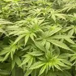 Kannabia Apple Fritter -  Pheno Hunting