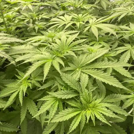 Kannabia Apple Fritter -  Pheno Hunting