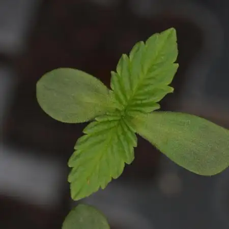 Kannabia Apple Fritter -  Pheno Hunting