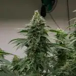 Kannabia Pink Gelato - Pheno Hunting