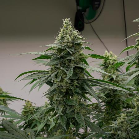 Kannabia Pink Gelato - Pheno Hunting