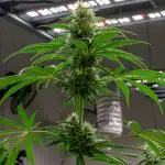 Kannabia Zoap Rosé - Pheno Hunting