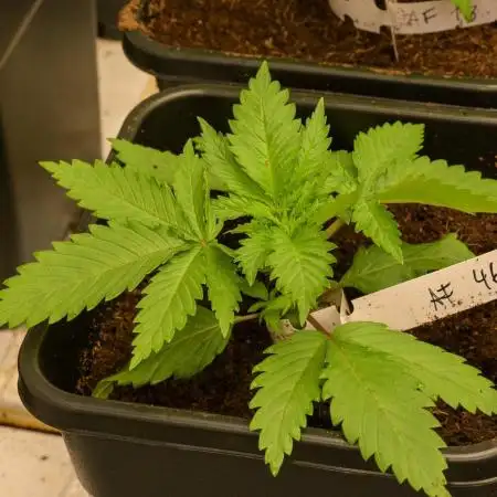 Kannabia Apple Fritter -  Pheno Hunting