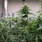 Kannabia Sativa Dream - Pheno Hunting