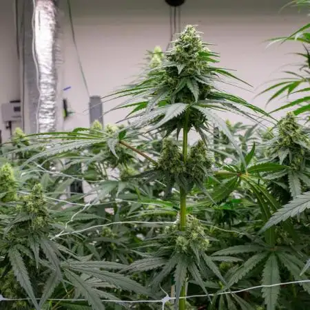Kannabia Sativa Dream - Pheno Hunting