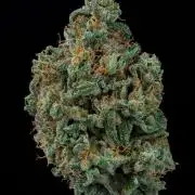 Kannabia Sativa Dream - Pheno Hunting