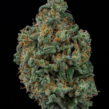 Kannabia Sativa Dream - Pheno Hunting