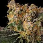 Kannabia Zoap Rosé - Pheno Hunting