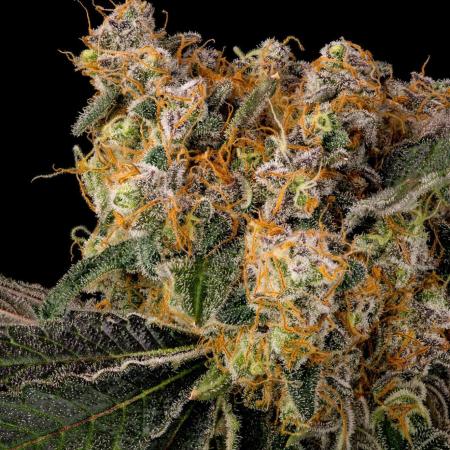 Kannabia Zoap Rosé - Pheno Hunting