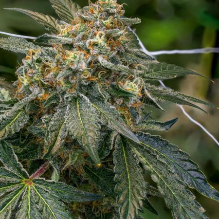 Kannabia Sativa Dream - Pheno Hunting