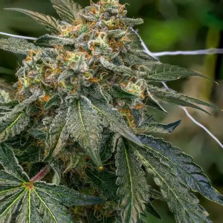 Kannabia Sativa Dream - Pheno Hunting
