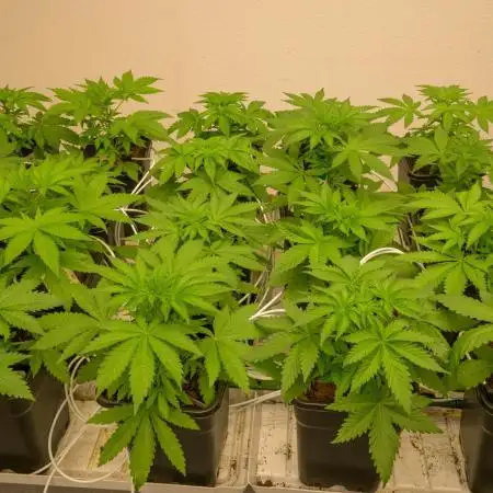 Kannabia Pink Gelato - Pheno Hunting