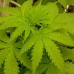 Kannabia Zoap Rosé - Pheno Hunting