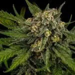 Kannabia Sativa Dream - Pheno Hunting