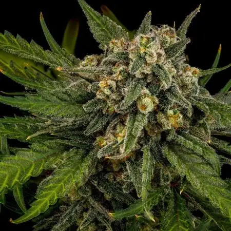 Kannabia Sativa Dream - Pheno Hunting