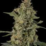 Kannabia Apple Fritter -  Pheno Hunting