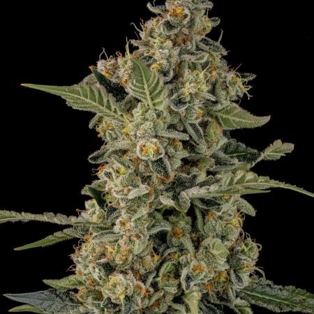 Kannabia Apple Fritter -  Pheno Hunting