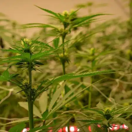 Kannabia Sativa Dream - Pheno Hunting