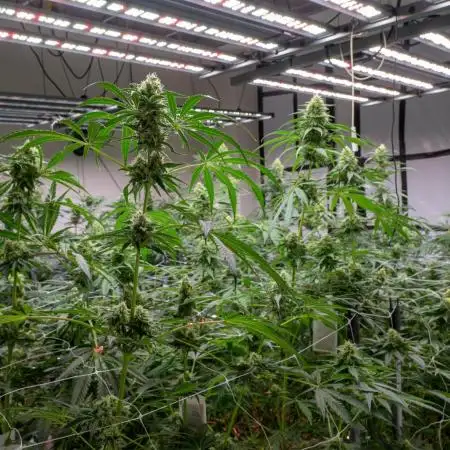 Kannabia Pink Gelato - Pheno Hunting