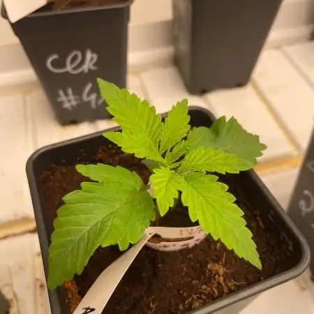 Kannabia Apple Fritter -  Pheno Hunting