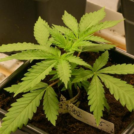 Kannabia Sativa Dream - Pheno Hunting
