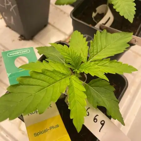 Kannabia Pink Gelato - Pheno Hunting