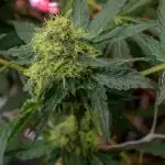 Kannabia Zoap Rosé - Pheno Hunting