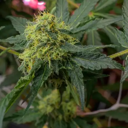 Kannabia Zoap Rosé - Pheno Hunting