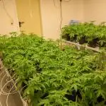 Kannabia Sativa Dream - Pheno Hunting