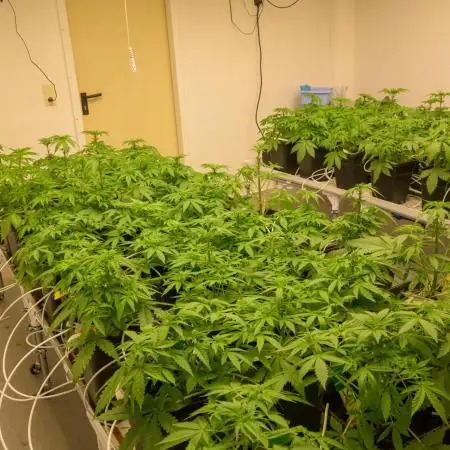 Kannabia Sativa Dream - Pheno Hunting