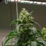 Kannabia Sativa Dream - Pheno Hunting