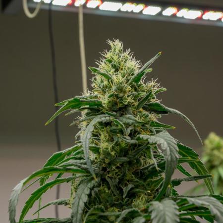 Kannabia Sativa Dream - Pheno Hunting