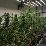 Kannabia Apple Fritter -  Pheno Hunting