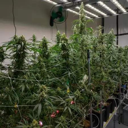 Kannabia Apple Fritter -  Pheno Hunting