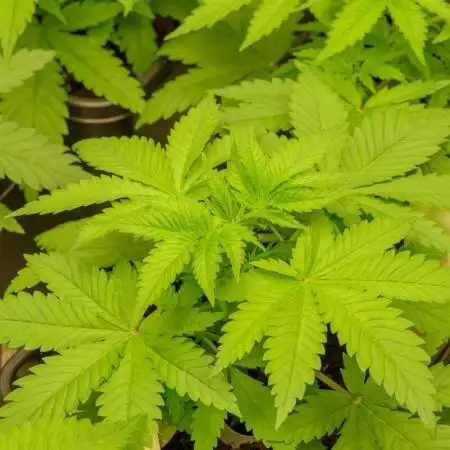 Kannabia Sativa Dream - Pheno Hunting