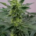 Kannabia Apple Fritter -  Pheno Hunting