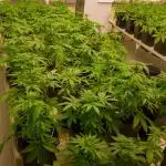 Kannabia Apple Fritter -  Pheno Hunting