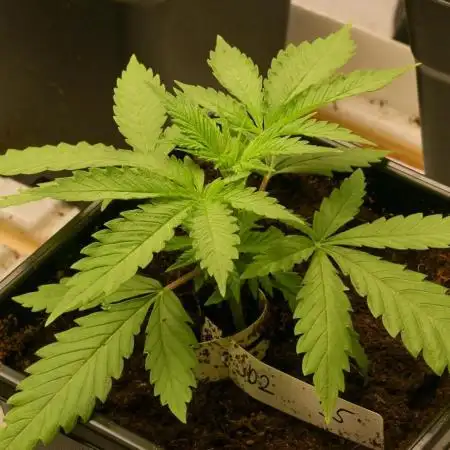 Kannabia Zoap Rosé - Pheno Hunting